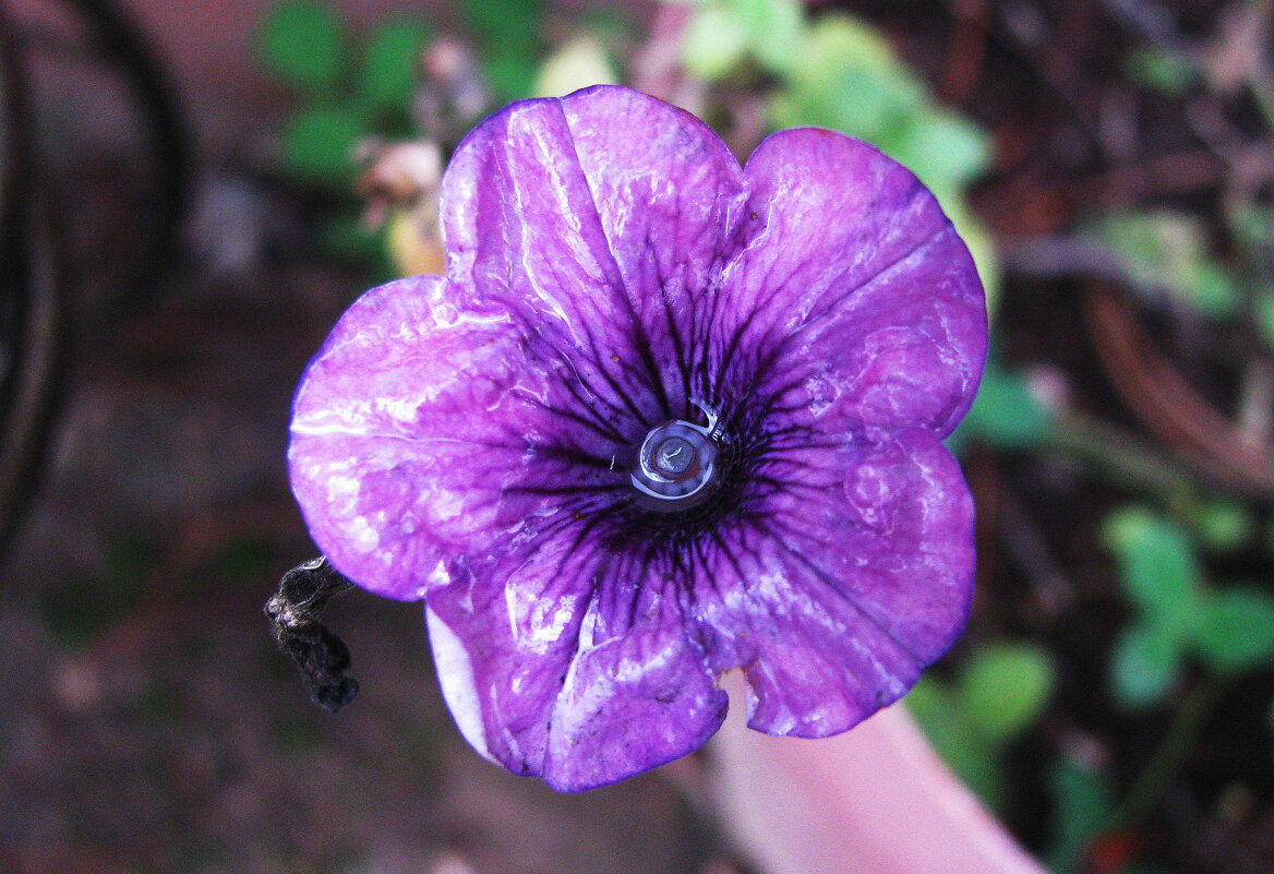 Интересная петуния - Людмила Смородинская