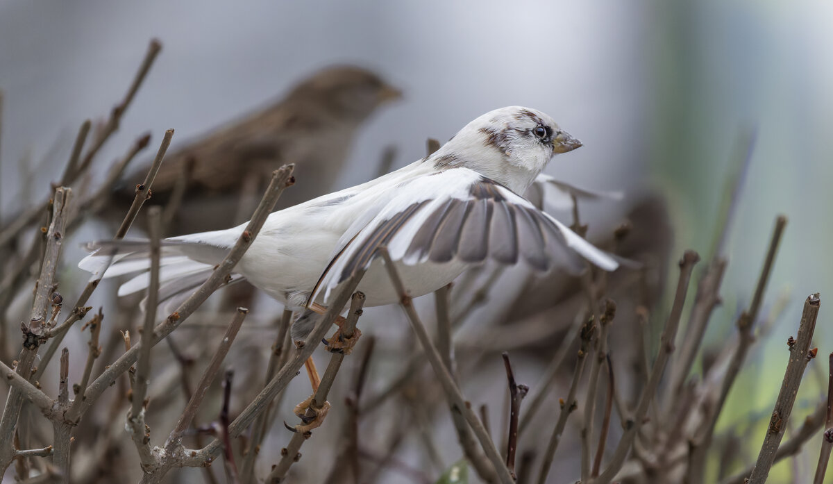 з жизни воробьев.белый воробей. - юрий макаров з жизни воробьев.белый воробей. - юрий макаров