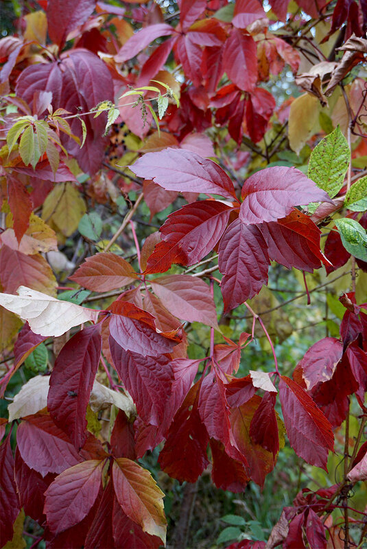 Цвета бордо - Лариса Корж Цвета бордо - Лариса Корж