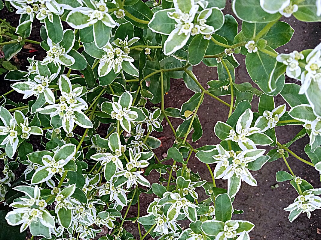 Цветы. - Владимир Драгунский Цветы. - Владимир Драгунский