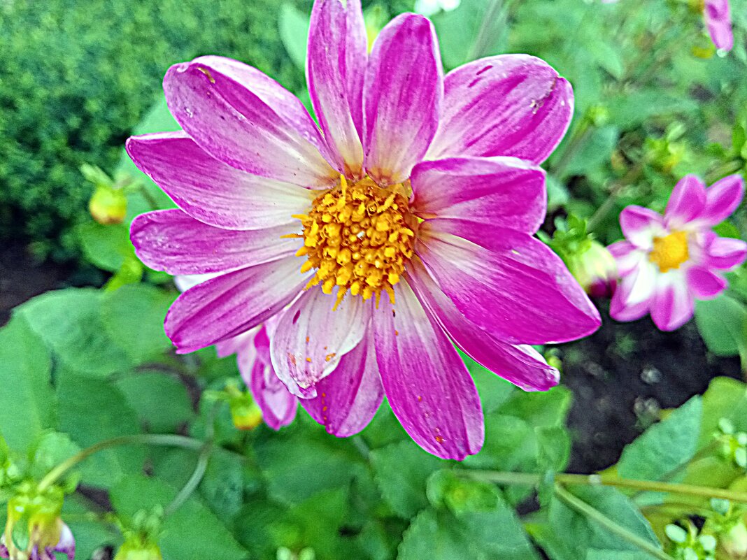 Цветы. - Владимир Драгунский Цветы. - Владимир Драгунский