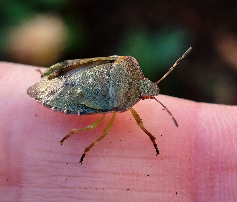 Клопик - светлана льдокова