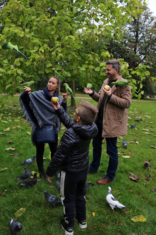 Птички в парках Лондона - Ольга 