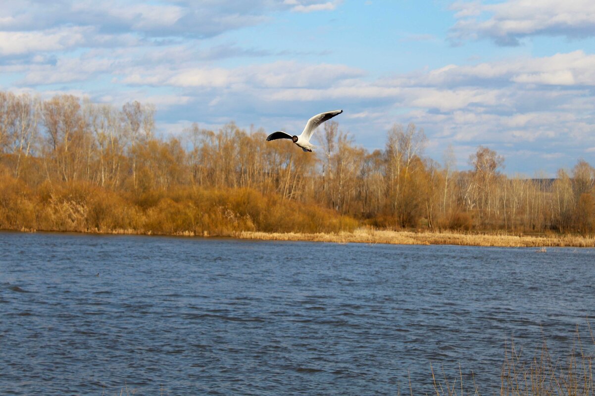 Чайка - Гульфина Булатова