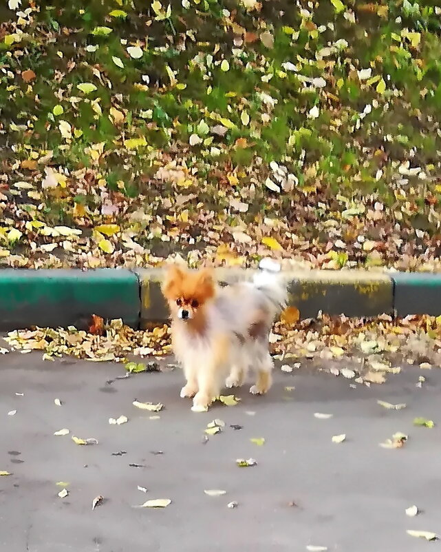 Встреча у подъезда - Ольга Довженко