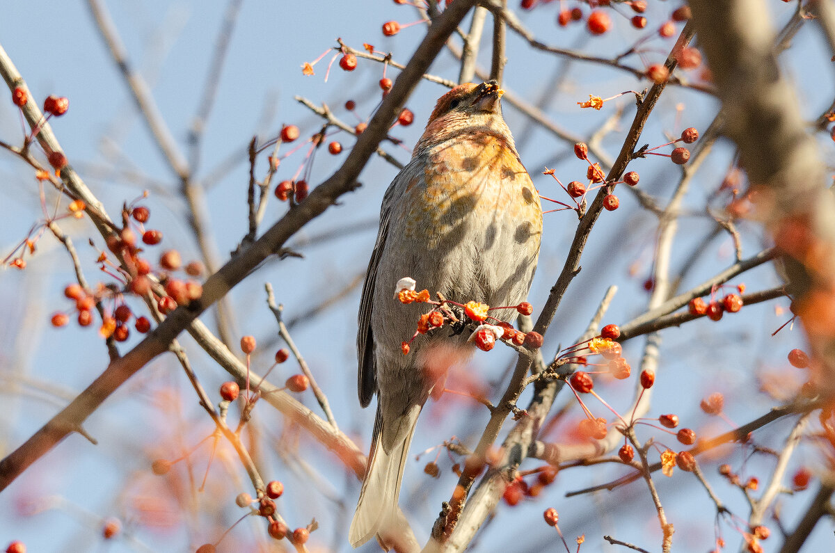 Щур - Виктор Иванович Чернюк