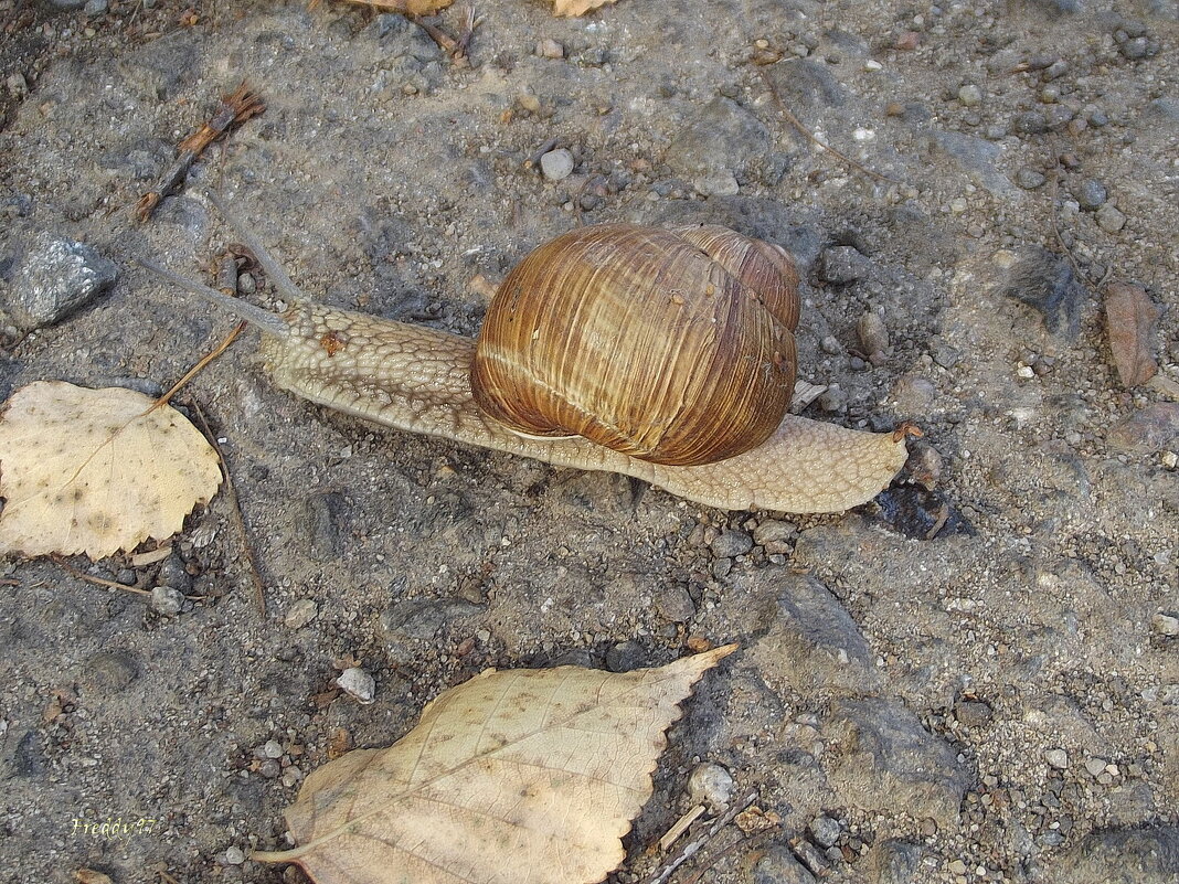 Улитка - Freddy 97