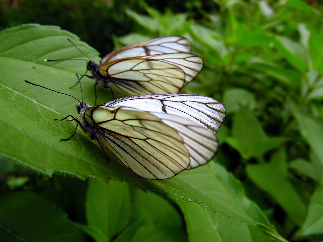 На старте. - nadyasilyuk Вознюк На старте. - nadyasilyuk Вознюк