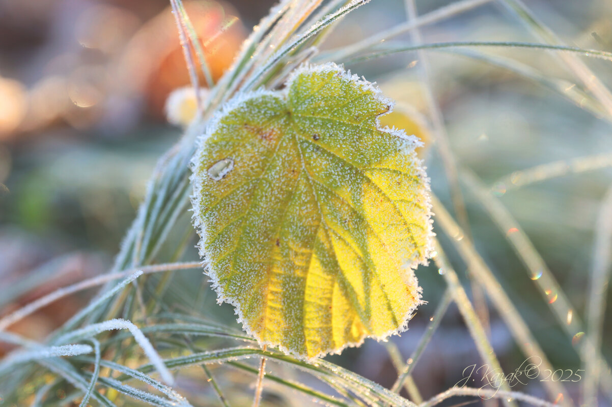 *** - Елена Kазак (selena1965)
