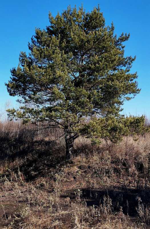 Прекрасный день!!! - Радмир Арсеньев