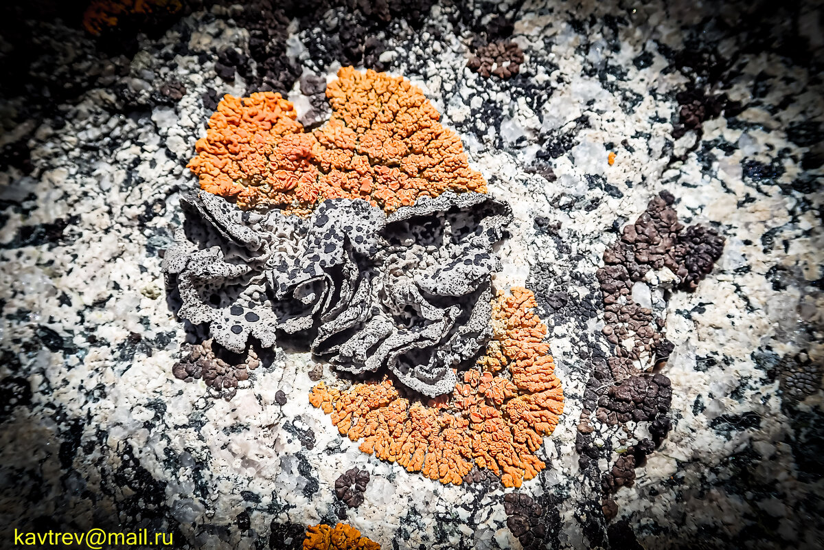 ЖИЗНЬ НА КАМНЯХ - HART BAD