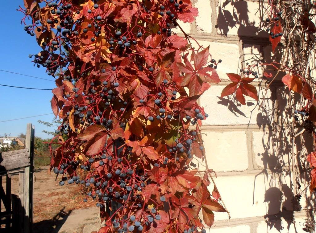 Гроздья дикого винограда - Наталья 