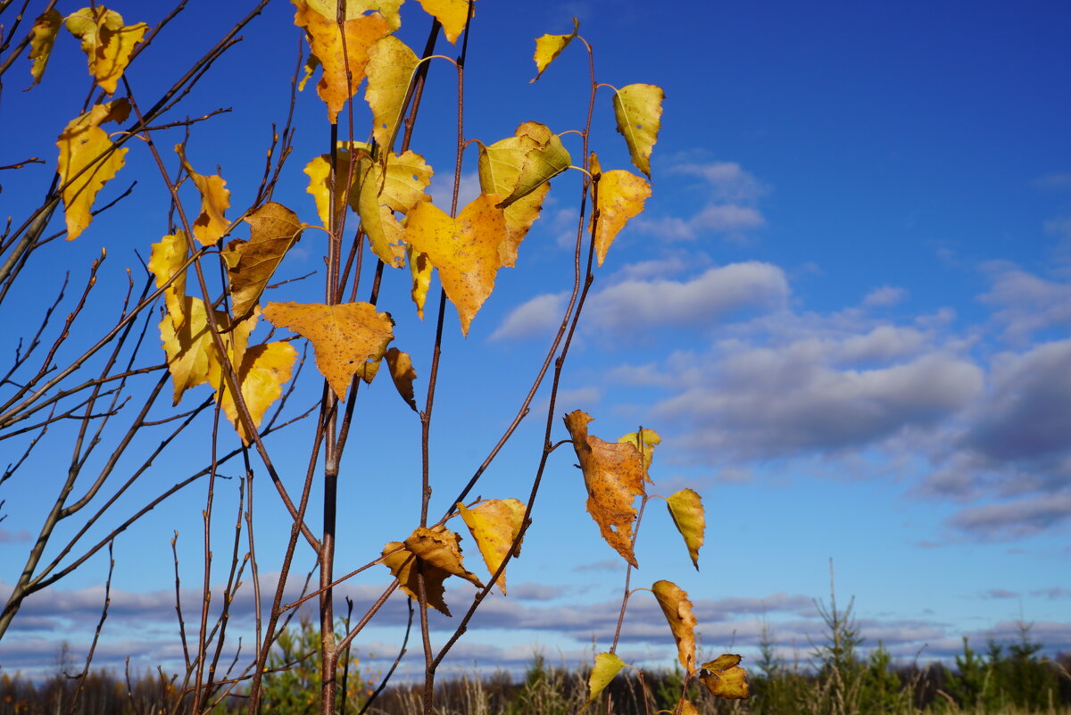 Последние листья - Сергей Ц