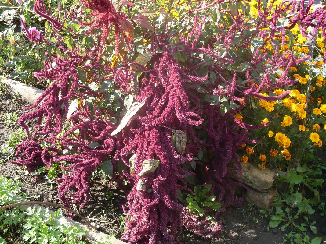 АМАРАНТ - СЕРГЕЙ ФИЛОЧКИН