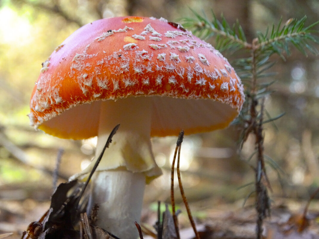 Мухомор - Татьяна Венцель