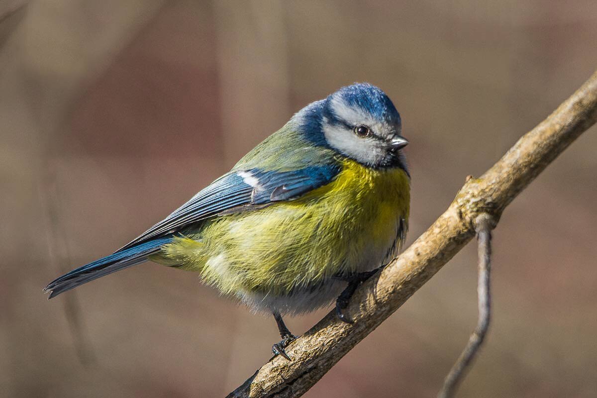 Лазоревка. - Nik Lovec