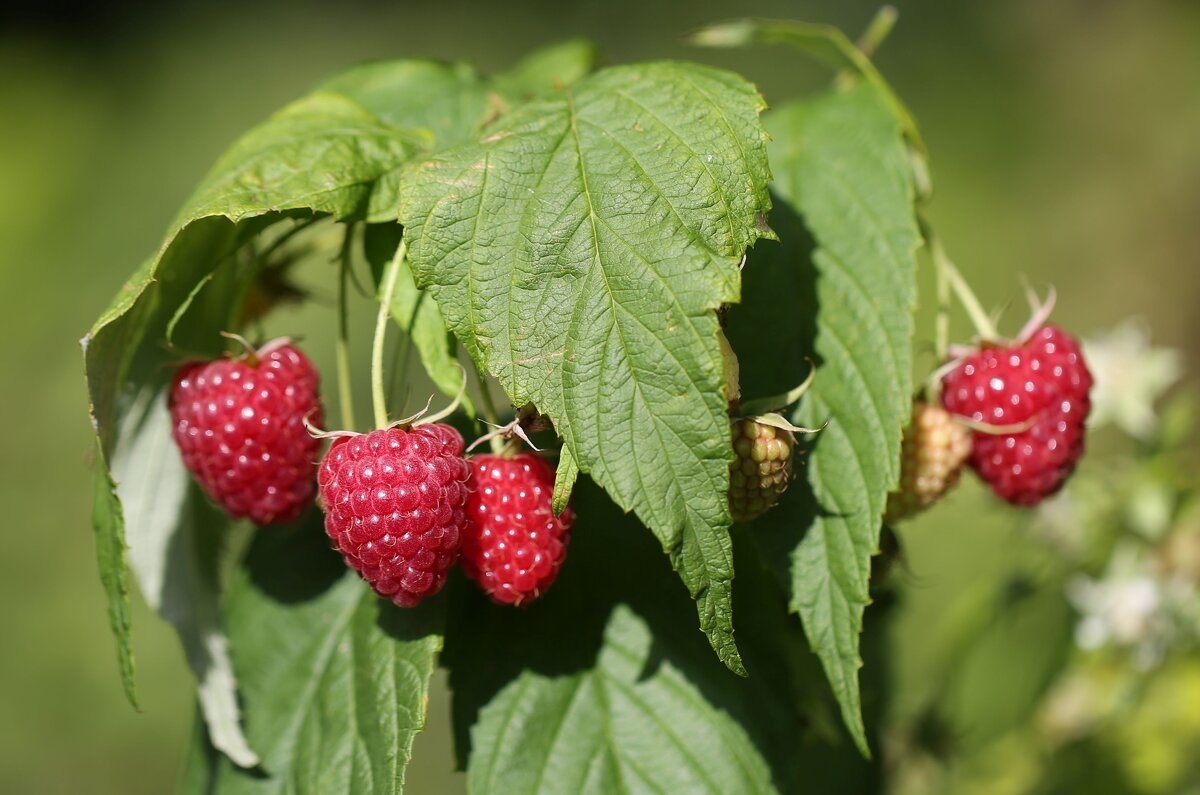 Малинка - ZNatasha -