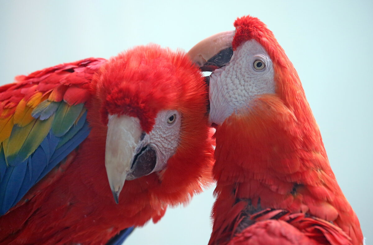 ары - Михаил Бибичков