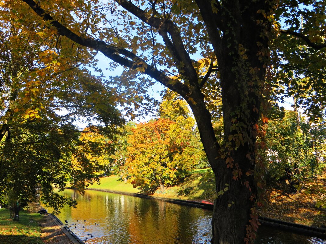 осень - марта Камушкина