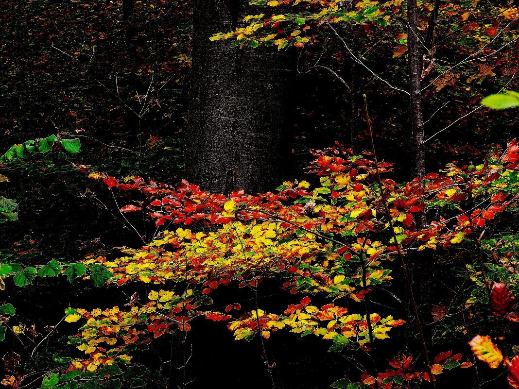 Осень 14 - Алексей Кузнецов