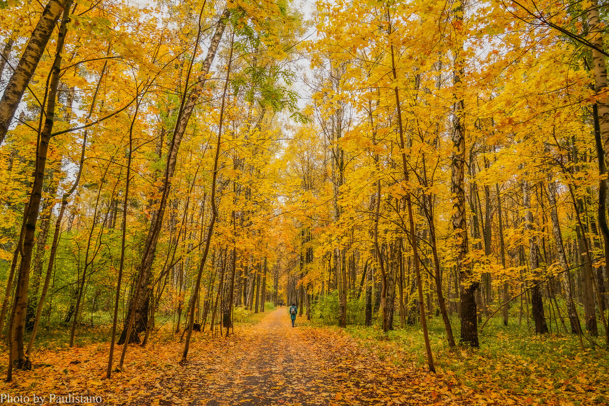 В осеннем парке... - Владимир Жданов