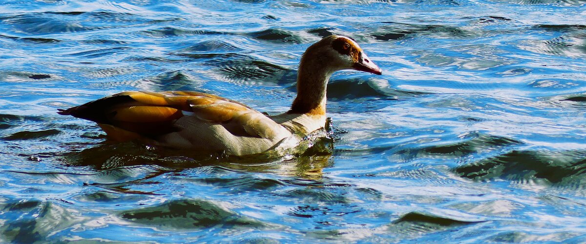Из жизни птиц( серия) - Владимир Манкер