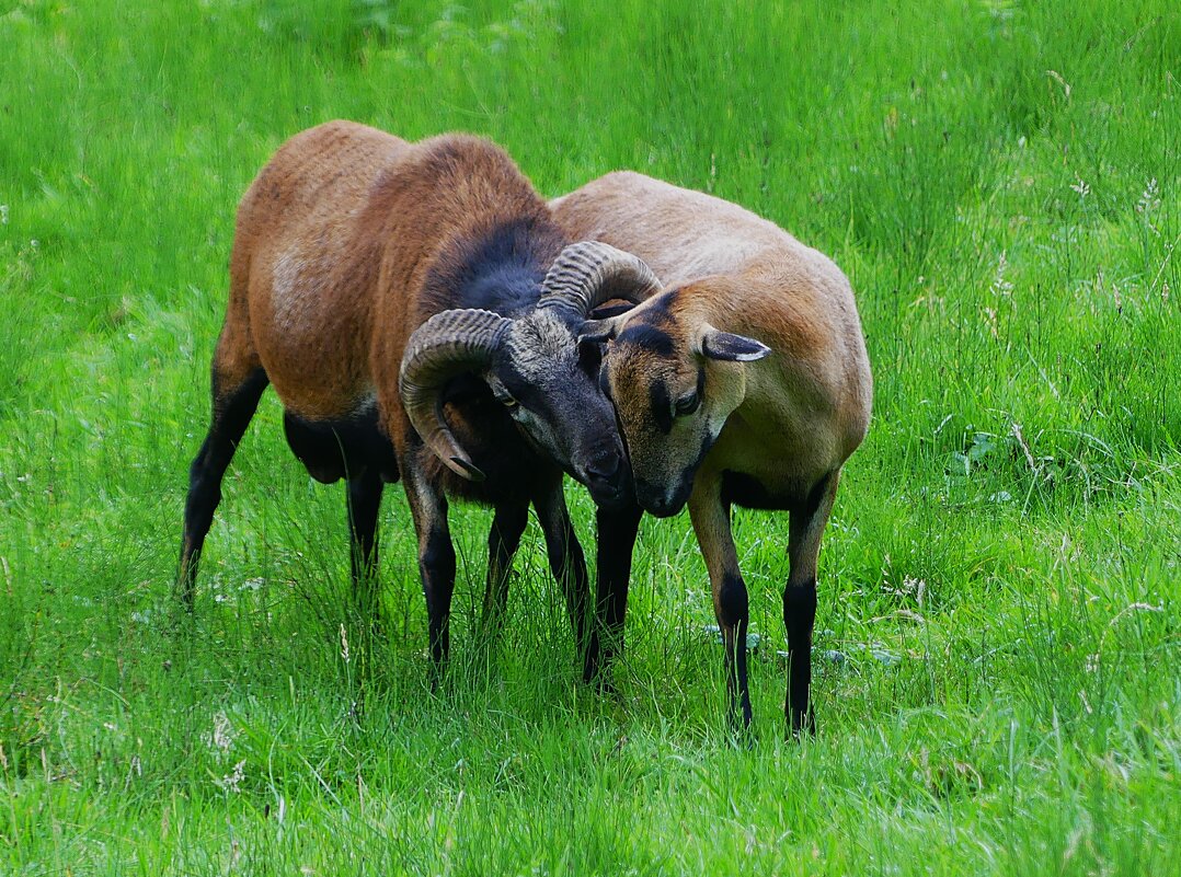Из жизни животных(серия) - Владимир Манкер