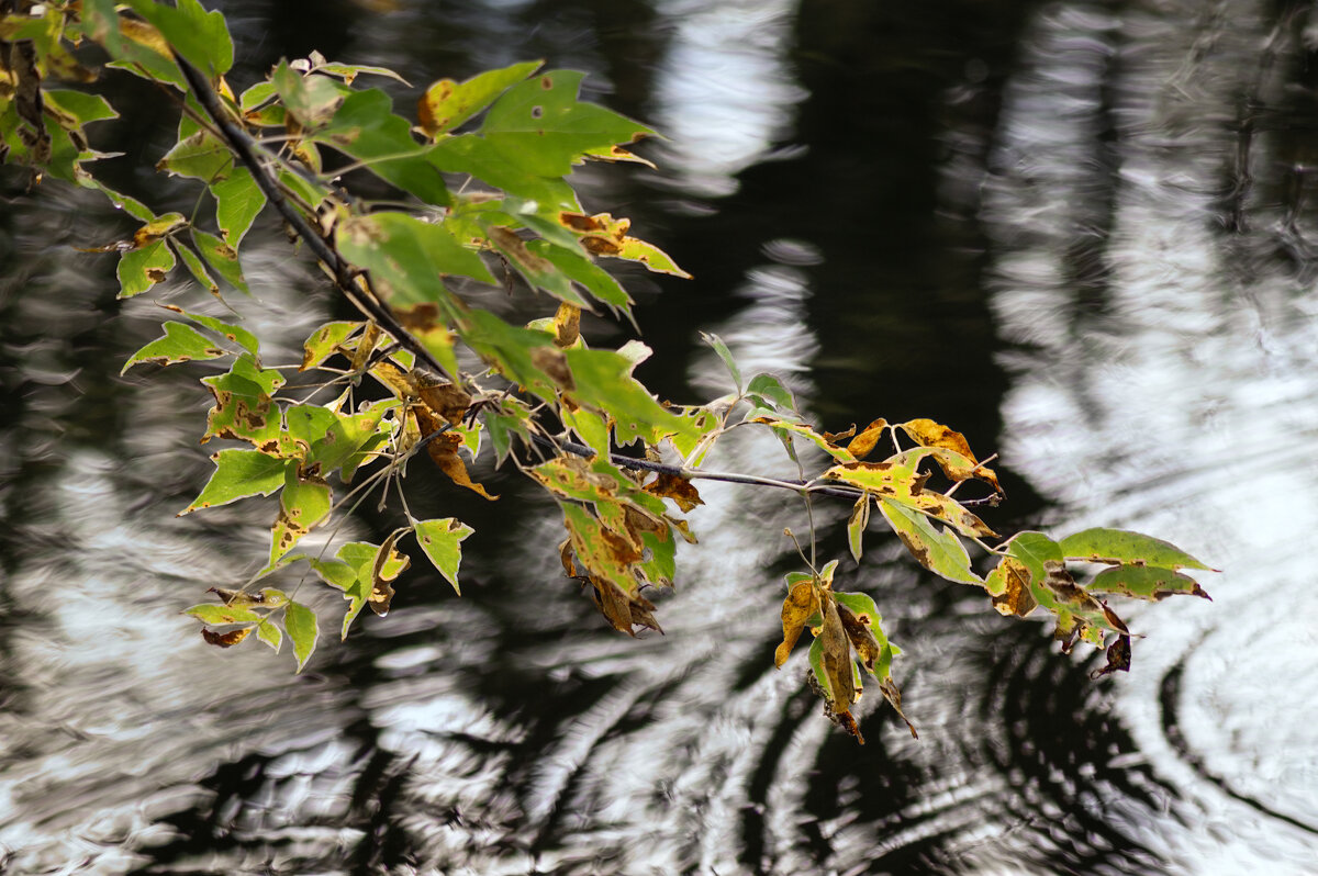 Куст у воды - sorovey Sol