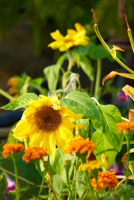 *** - Виталий Бенгард