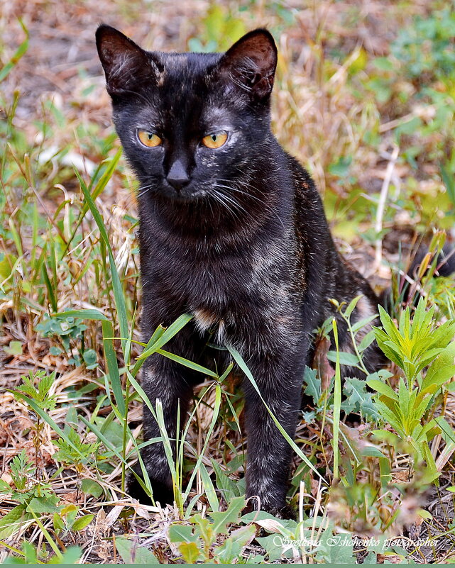 ... - Светлана Ищенко