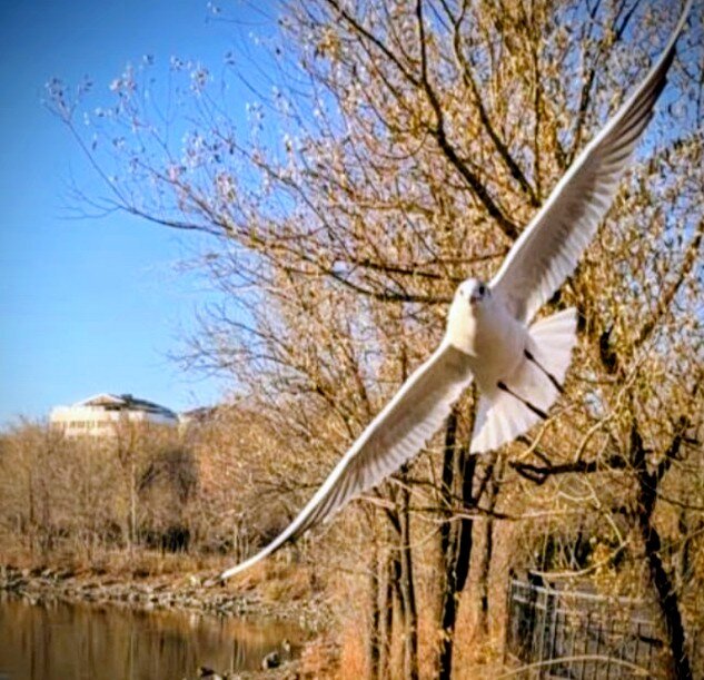 Чайка.Семья. - Георгиевич 