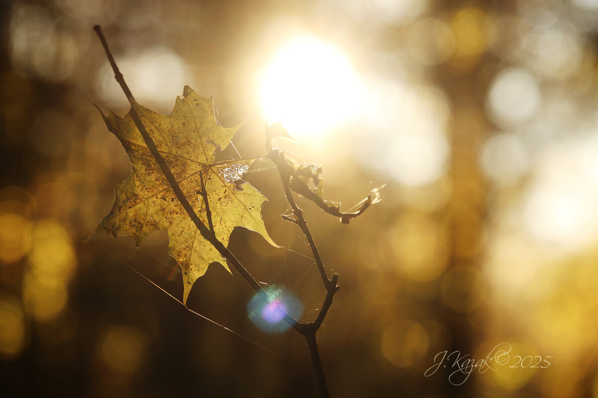 *** - Елена Kазак (selena1965) *** - Елена Kазак (selena1965)