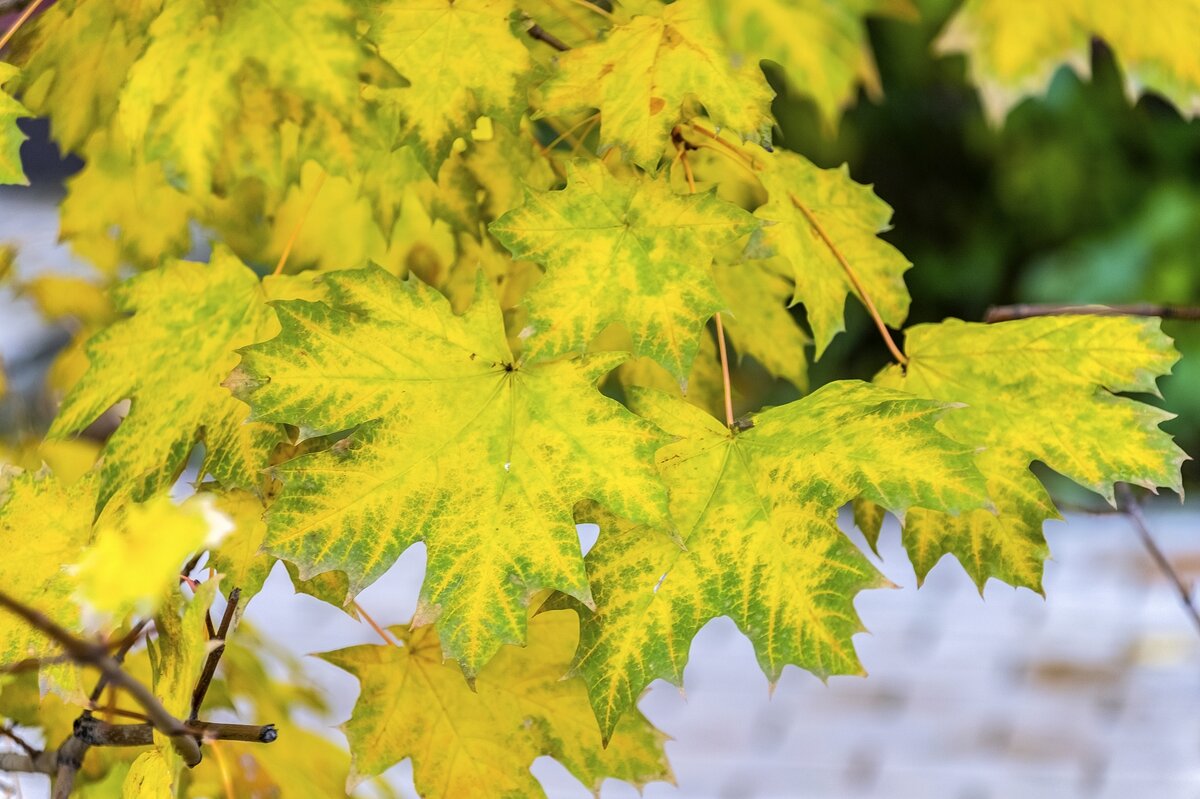 Осенний клён - Валерий Иванович