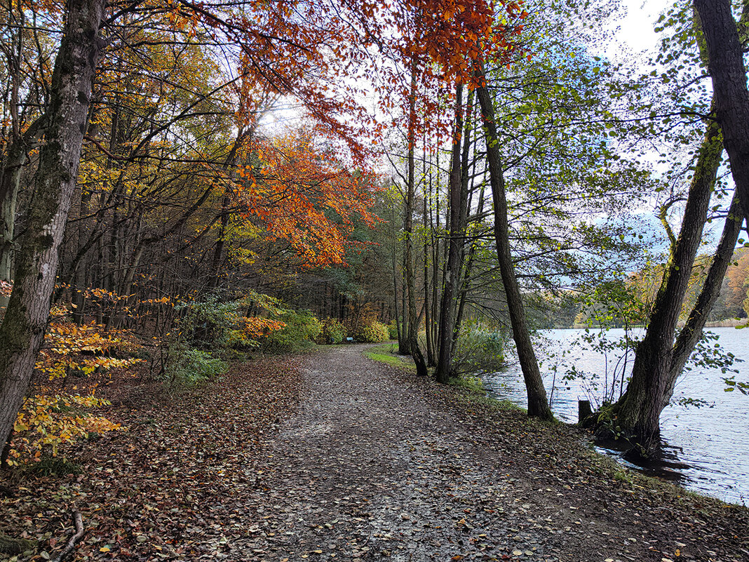 Озеро в лесу.. - igor G.