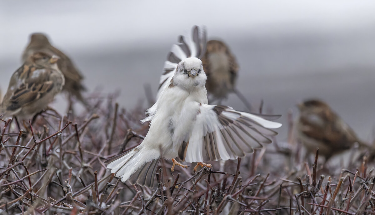 из жизни воробьев.белый воробей. - юрий макаров из жизни воробьев.белый воробей. - юрий макаров