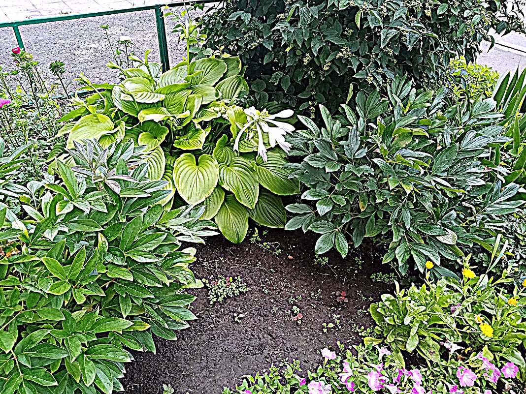 Цветы. - Владимир Драгунский