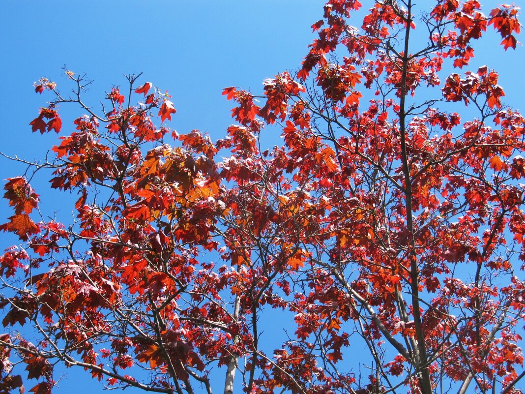 про апрель - Елена Шаламова