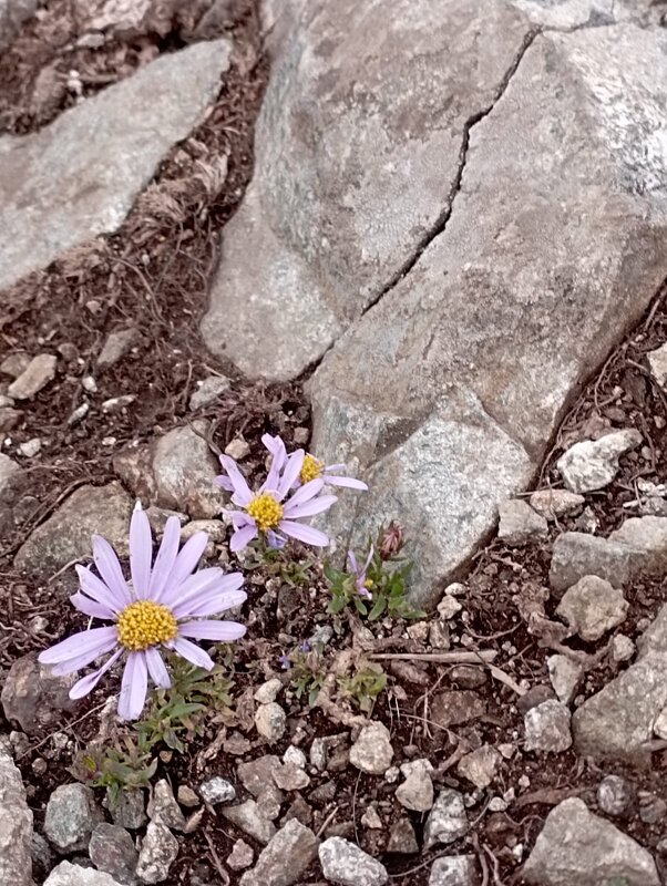 И на камнях растут цветы - Елена Семигина