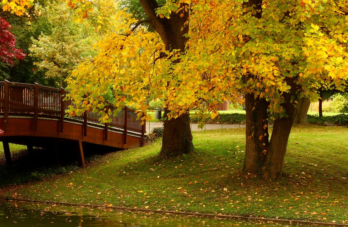 Осень золотая - Юрий. Шмаков