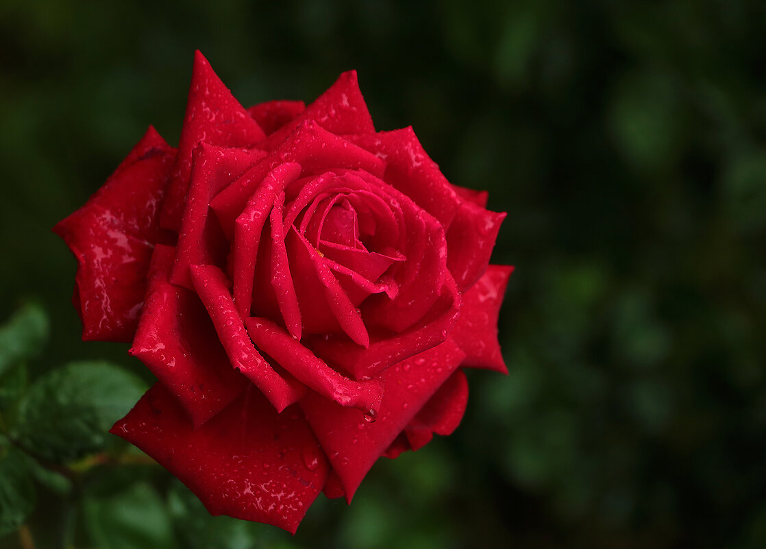 Красные прекрасные... - Светлана 