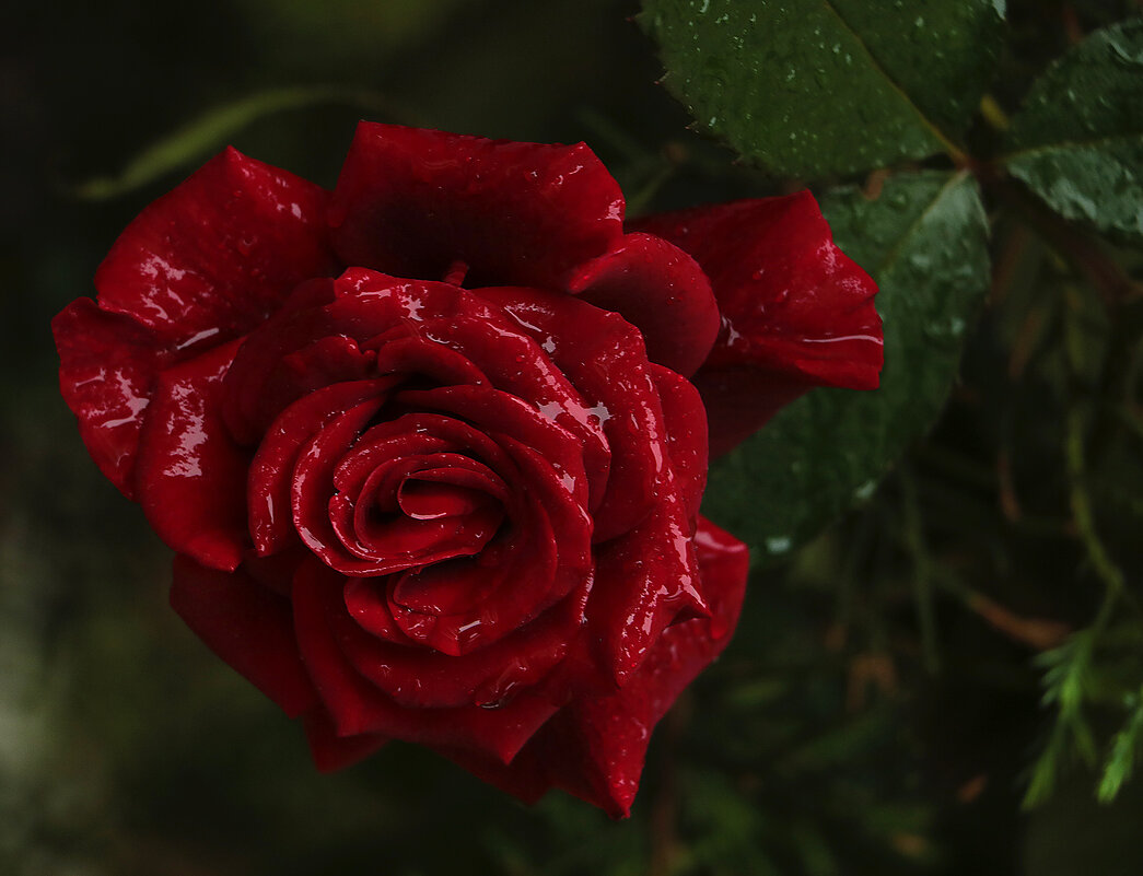 "Кармен" - Светлана 