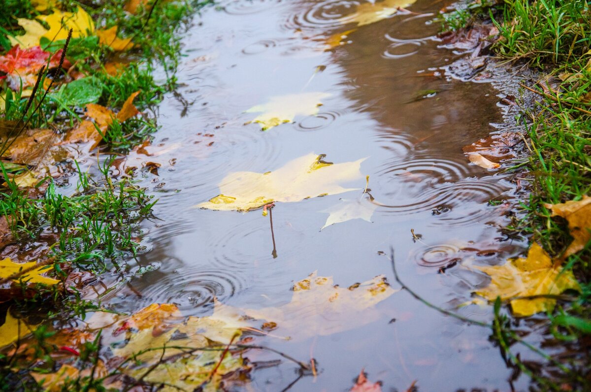 ___ - Галина Ложечникова