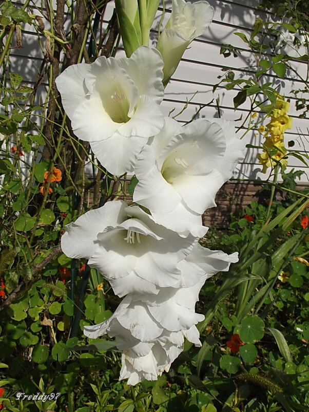 Гладиолус - Freddy 97