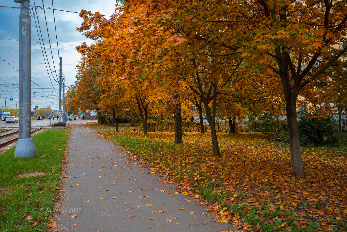Осенние деревья на улице города - Александр Синдерёв