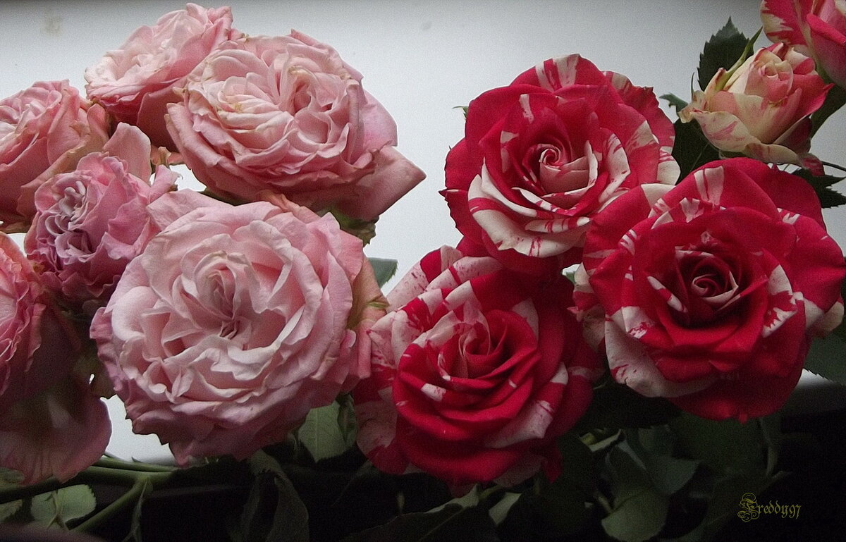 Букет роз - Freddy 97