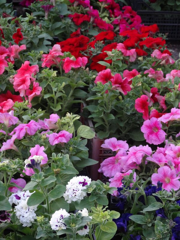 *** - СЕРГЕЙ ФИЛОЧКИН