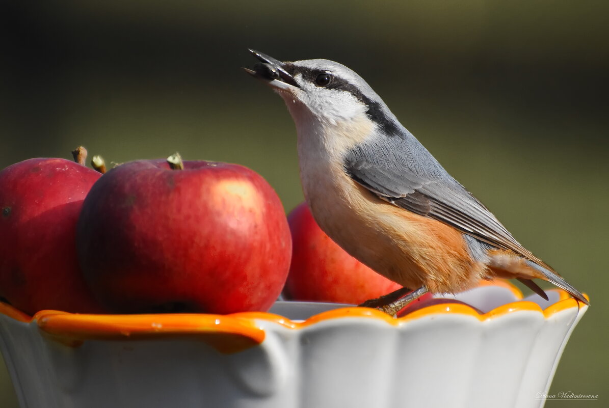 ПОПОЛЗЕНЬ. - DianaVladimirovna ПОПОЛЗЕНЬ. - DianaVladimirovna