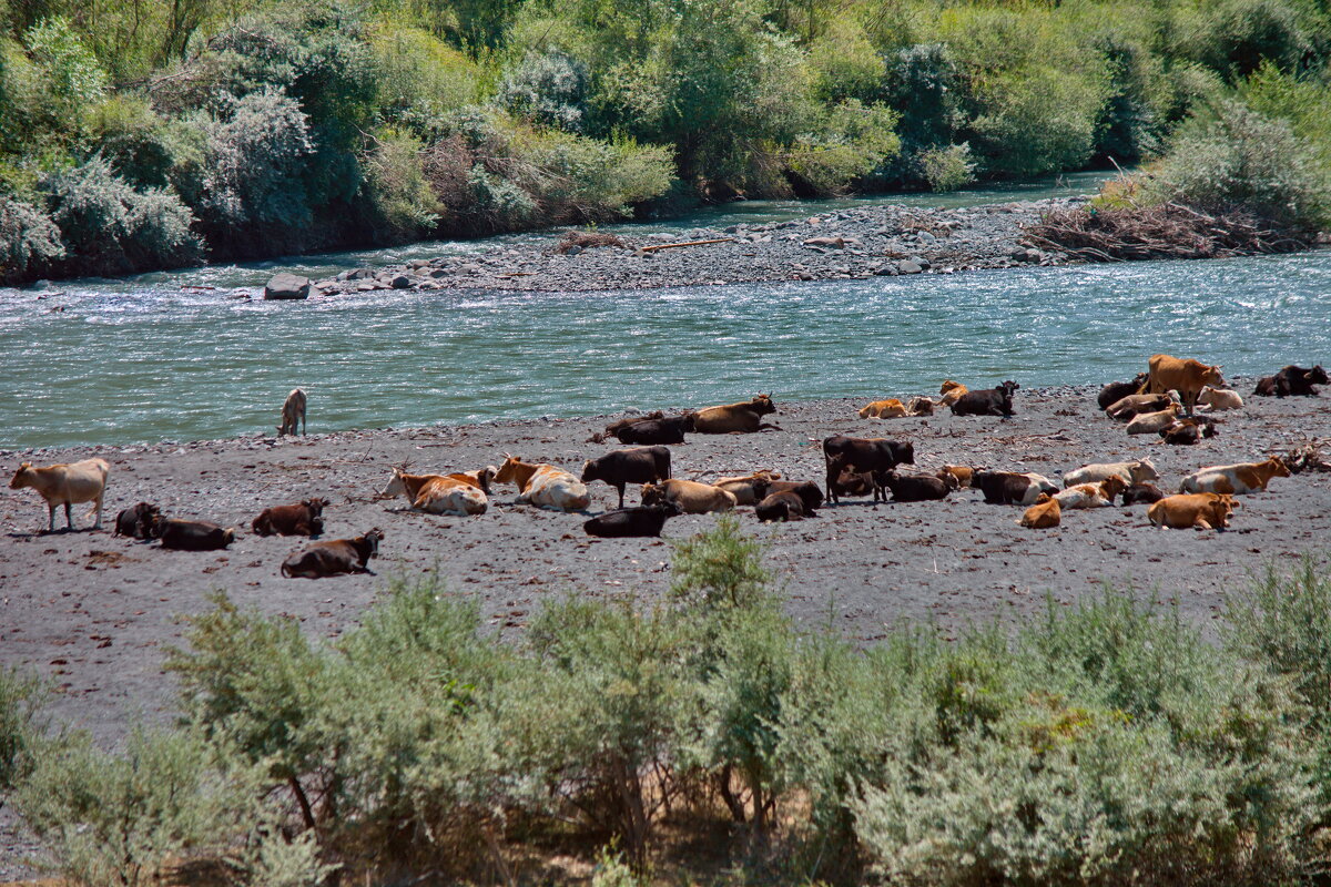 «Деревенские будни» - Юсиф Саркаров