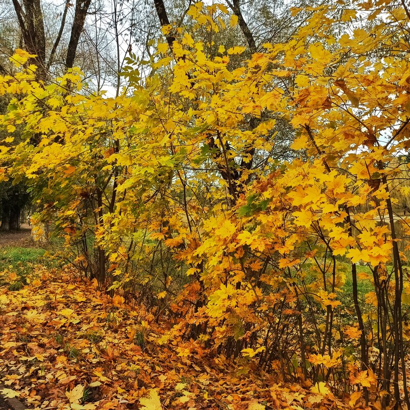 Не забыта золотая осень... - veilins veilins