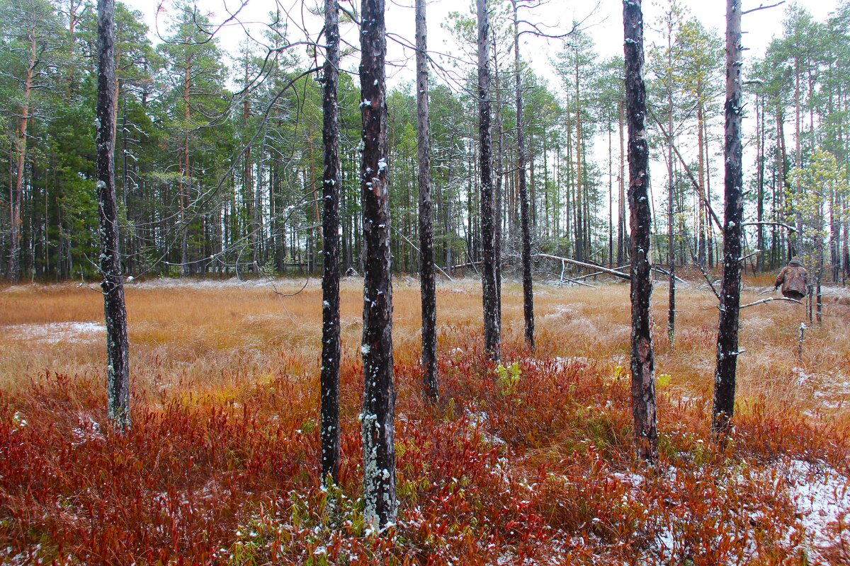 Болото, окраина - Сергей Никифоров